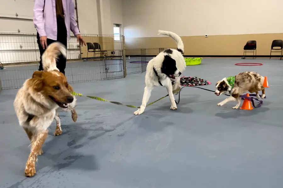 Animal Training Programs Training Classes | Champaign County Humane Society