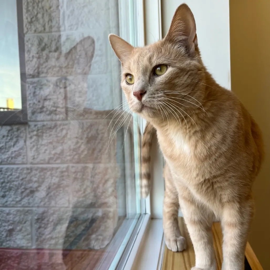 An orange male cat named 'Puddin', looking out the window of his CCHS enclosure.