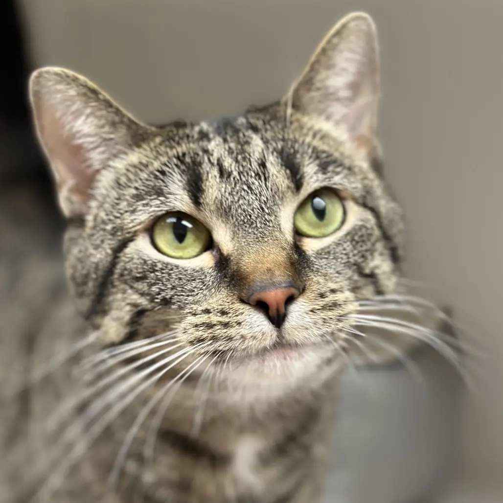 portrait of grey/brown striped domestic short hair cat, Alexandrite