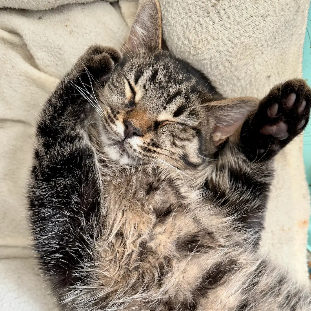 Smiling white dog named Goose.