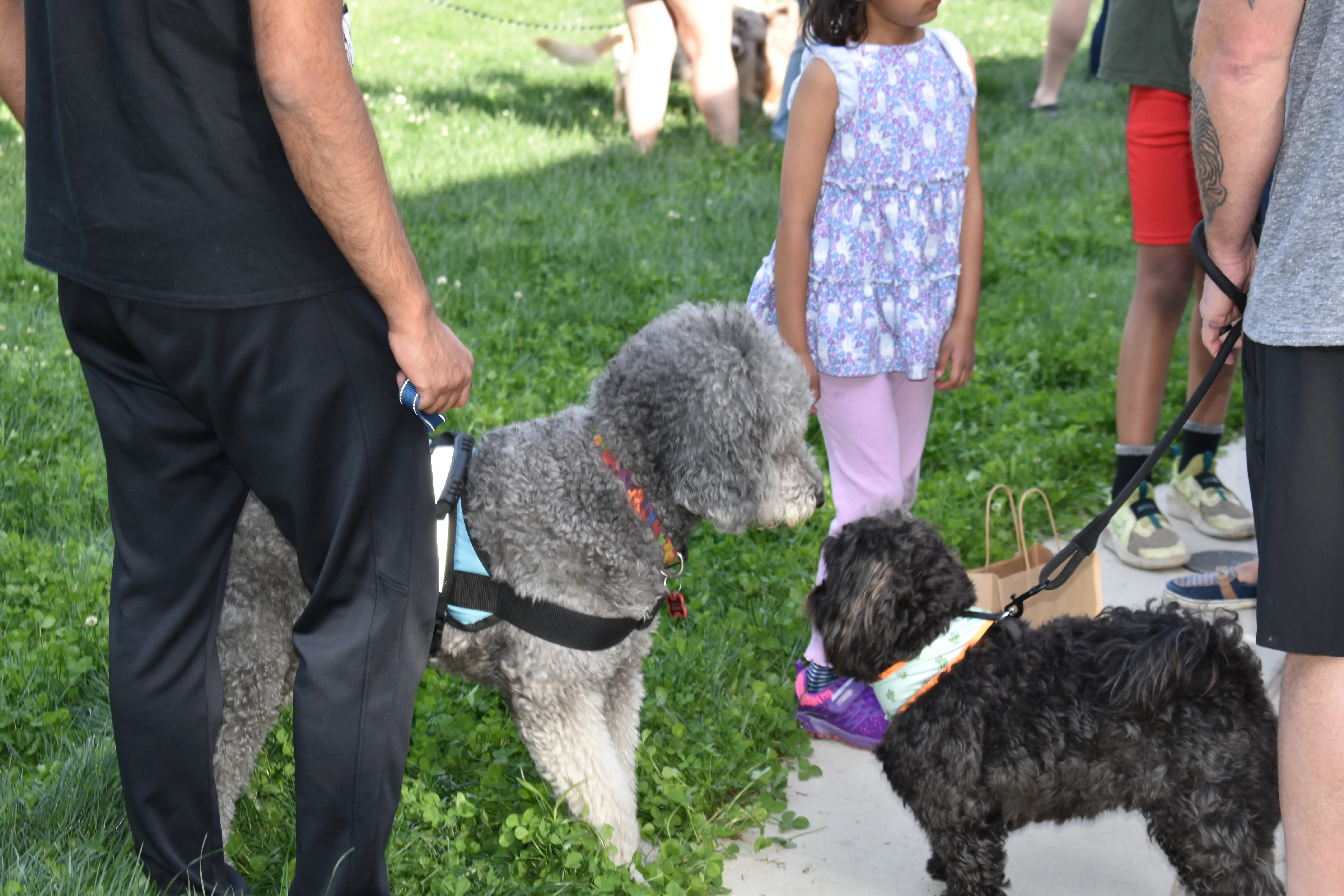 Two dogs meeting at Mutt Strut