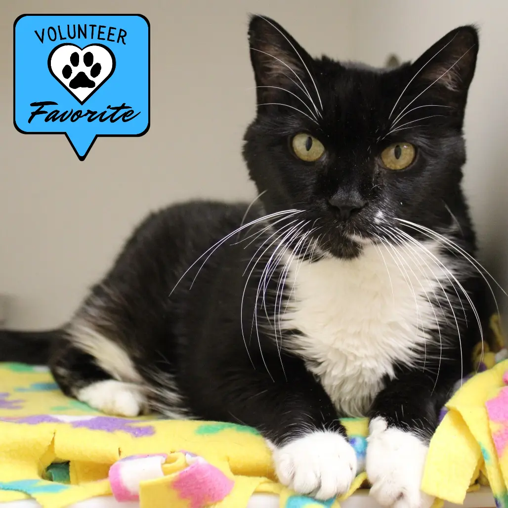 Delta Dawn, a tuxedo cat currently available for adoption, reclining on a yellow blanket.