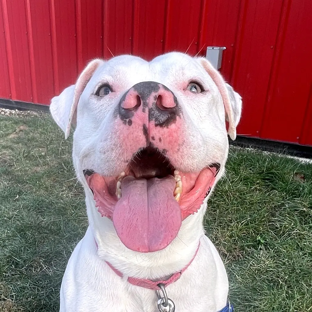 Smiling white dog named Goose.