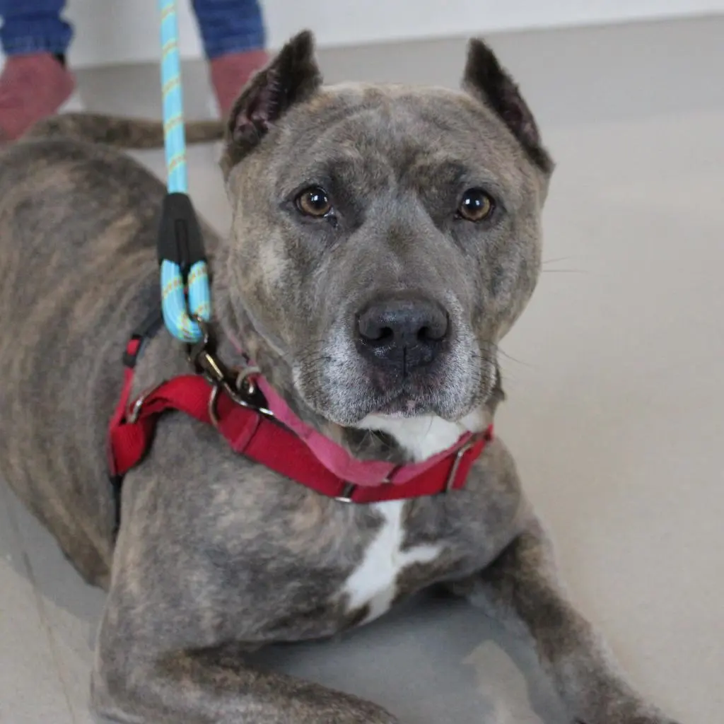 Majesty, a 7-year-old female dog available for adoption