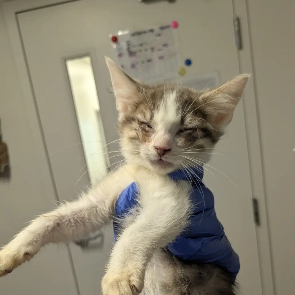 Orange and white cat in a navy blue suitcase. Text reads: Can I crash on your couch for a while?