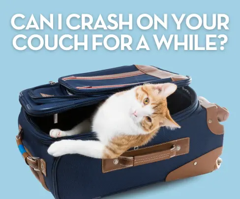 Orange and white cat in a navy blue suitcase. Text reads: Can I crash on your couch for a while?