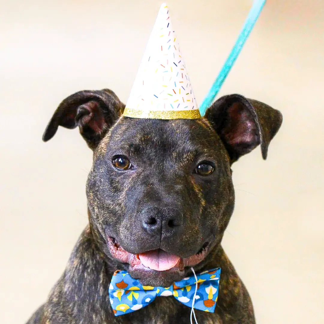 A brindled dog named Donkey, wearing a party hat and bow tie. Donkey has been adopted.