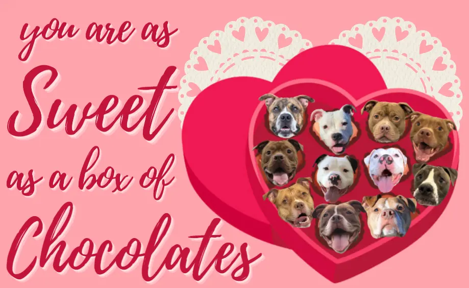 Sweet as a Box of Chocolates.png