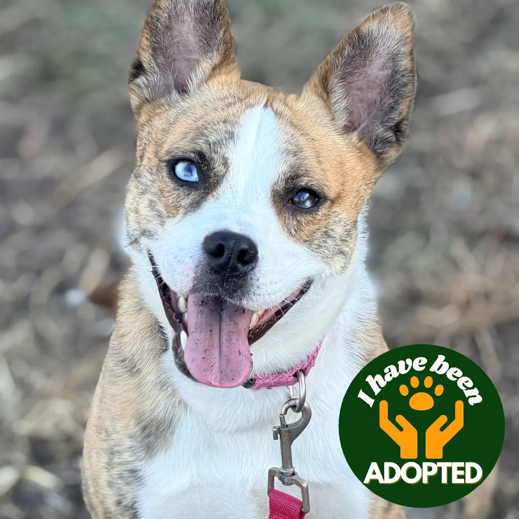 Holiday Has Been Adopted.png