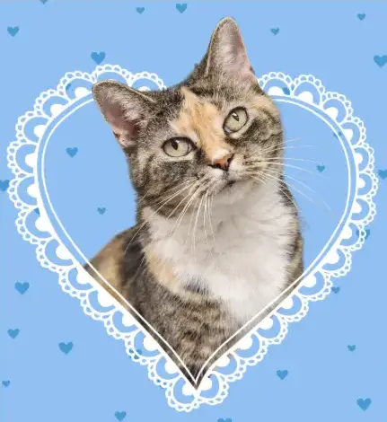 Calico cat inside a heart doily. Background is light blue with scattered blue hearts.